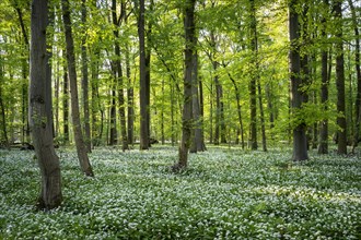A sunny deciduous forest with white flowering ramson (Allium ursinum) in spring. Rhine-Neckar