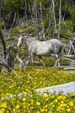 Horse, grey, grazing between buttercups and dead trees, Tierra del Fuego National Park, Tierra del