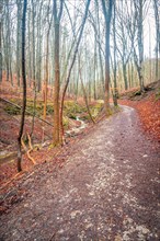 Hiking trail in the forest next to a small stream in the Rautal valley with many leaves on the