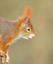 Eurasian red squirrel (Sciurus vulgaris), animal portrait, wildlife, animal, mammal, Siegerland,