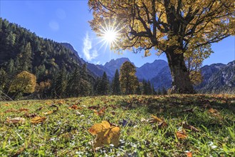 Autumn-coloured maple tree backlit in front of mountains, sun star, autumn leaves, Ahornboden,