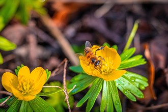 Honey bee (Apis mellifera Linnaeus) on the flower of a winter aconite (Eranthis hyemalis), Jena,