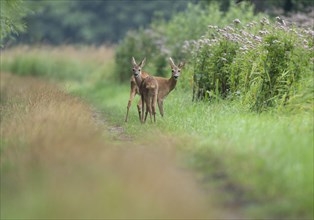 European roe deer (Capreolus capreolus), doe and fawn standing on a dirt track, wildlife, Lower