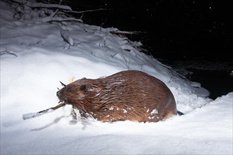 European beaver (Castor fiber) at the beaver lodge in winter, Thuringia, Germany, Europe