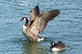 Canada goose two birds with open wings swimming side by side in water on the left