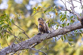 Crested capuchin (Cebus apella) Pantanal Brazil