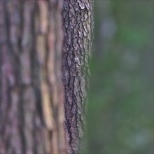 Three tree trunks, Scots pine and beech, detail, play with depth of field and different structures,