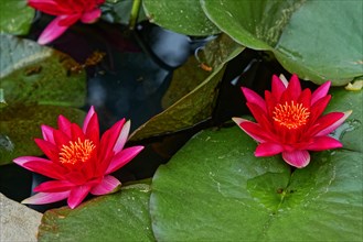 Pink water lilies standing out harmoniously on a pond, Terra Nostra Park, Furnas, Sao Miguel,
