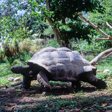 Seychelles, Fauna, Giant tortoise, Tortoises (Testudinidae), Africa