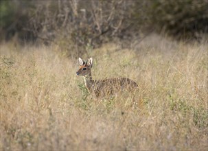 Steenbok (Raphicerus campestris) in tall grass, alert, adult male, Kruger National Park, South