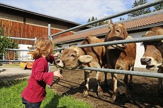 Farm holidays in the Allgaeu: Four-year-old girl with the cows