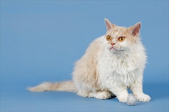 Pedigree cat Selkirk Rex longhair, age 1.5 years, colour fawn tortie white, studio photo