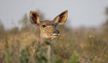 Greater Kudu (Tragelaphus strepsiceros), animal portrait, adult female, alert, Kruger National