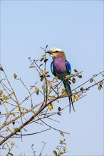 Lilac-breasted roller (Coracias caudatus) sitting on a branch in front of a blue sky, Kruger