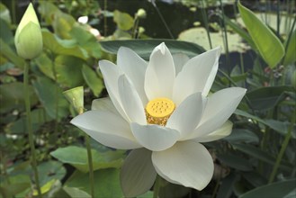 Lotus (Nelumbo), Botanical Garden, Erlangen, Middle Franconia, Bavaria, Germany, Europe
