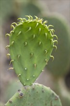 Leaf of a cactus pear (Opuntia ficus-indica), Botanical Garden, Erlangen, Middle Franconia,