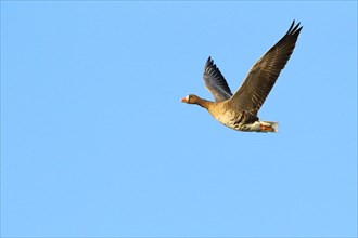 Greater white-fronted goose (Anser albifrons), in flight, in front of a blue sky, Lower Rhine,