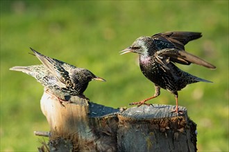 Starling two birds standing on tree trunk facing each other