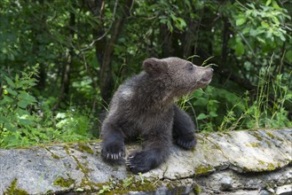 A single bear young sits on a moss-covered stone and looks upwards, European brown bear (Ursus