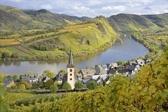 View over the wine village of Bremm am Calmont with St Laurentius Church, Moselle,