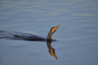 A great cormorant (Phalacrocorax carbo) gliding through water, its image reflected on the smooth