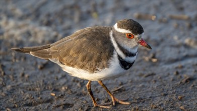 Three-banded plover (Charadrius tricollaris), Kruger National Park, South Africa, Africa