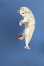 American-Curl kitten, age 17 weeks, colour seal torbie point with white, jumping, studio picture