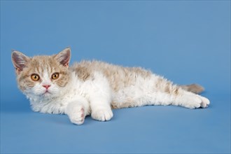 Pedigree cat Selkirk Rex, kitten, age 10 weeks, colour fawn tortie white, lying, studio photo