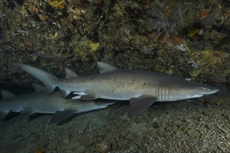 Sand tiger shark (Carcharias taurus) in its den. Dive site Protea Banks, Margate, KwaZulu Natal,