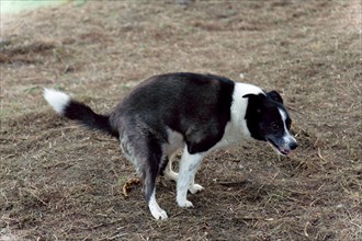 Border collie dog caught pooping in the field