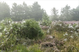 Early morning heath landscape in fog with spider webs and dew, Blabjerg Plantage, Henne Kirkeby,