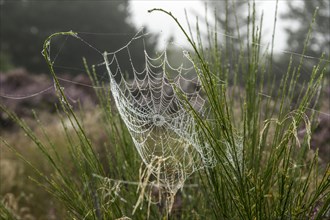 Spider's web with dewdrops in the early morning, Blabjerg Plantage, Henne Kirkeby, Syddanmark,