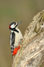 Great spotted woodpecker (Dendrocopos major), male, sitting on dead wood while foraging, Wilnsdorf,