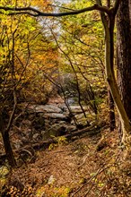 Landscape of shallow stream under canopy of trees in autumn colors in wilderness park in South