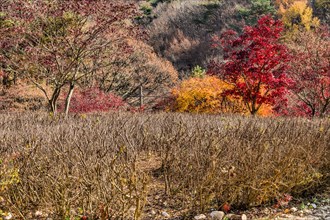 Grove of bushes trimmed for winter with tress in fall colors in background in South Korea