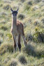 Guanaco (Llama guanicoe), Huanaco, young animal, juvenile, backlight, eye contact, Torres del Paine