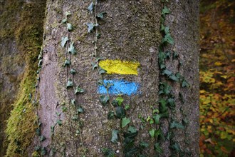 A yellow and blue hiking marker on a beech trunk overgrown with ivy in an autumn forest,