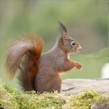 Eurasian red squirrel (Sciurus vulgaris), sitting on mossy forest floor, Wildlife, Wilnsdorf, North