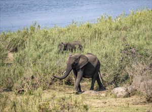 African elephant (Loxodonta africana), feeding on the banks of the Sabie River, Kruger National