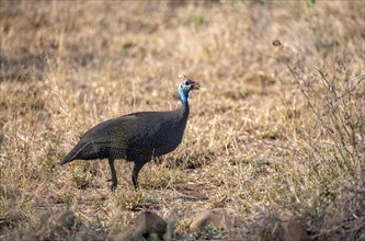 Helmeted guineafowl (Numida meleagris) in a dry meadow, Kruger National Park, South Africa, Africa