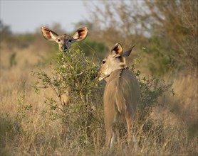 Greater Kudu (Tragelaphus strepsiceros), two adult females feeding on leaves on a bush, Kruger