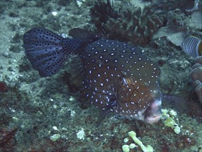 Yellow boxfish (Ostracion cubicus), dive site Sodwana Bay National Park, Maputaland Marine Reserve,