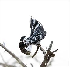 Pied kingfisher (Ceryle rudis) sitting on a branch, grooming its feathers, Kruger National Park,