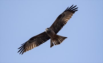 Booted eagle (Hieraaetus pennatus) with dark colouring, in flight against a blue sky, Kruger