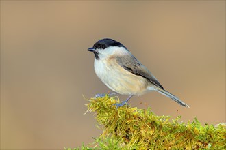 Marsh tit (Parus palustris) sitting on a branch covered with moss, Wildlife, Animals, Birds,