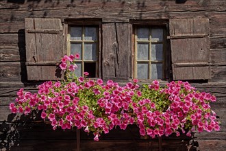 Flowers in front of an old wooden house, window, traditional, petunias, Valais, Switzerland, Europe