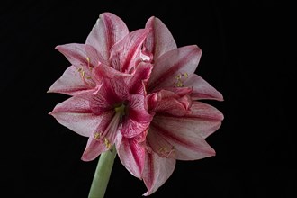 Blossom of a knight's star (Amarillis) on a black background, Bavaria, Germany, Europe