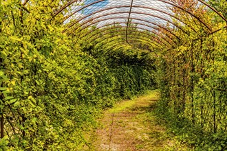 Pathway through wire tunnel like structure covered with vines with blue cloudy sky visible in South