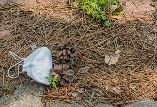 Discarded white medical face mask laying on dry pine needles next to brick sidewalk