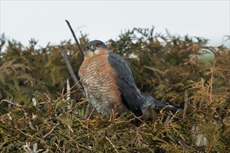 Sparrowhawk male sitting in garden hedge looking left in front of blue sky